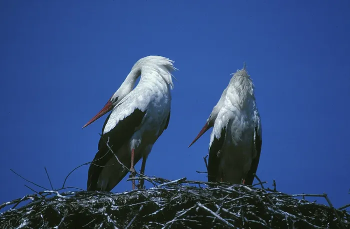 Framed Print : White storks, pair, courtship display Framed Print : White storks, pair, courtship display