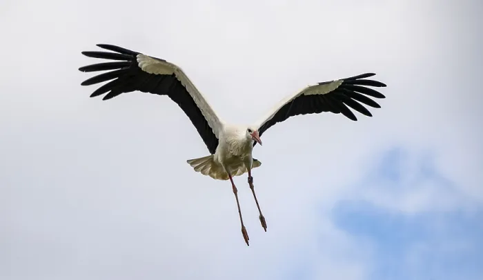 Framed Print : White storks, in the stork care centre Wesermarsch