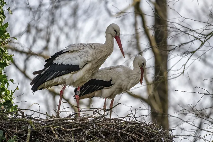 Framed Print : White storks, in the stork care centre Wesermarsch
