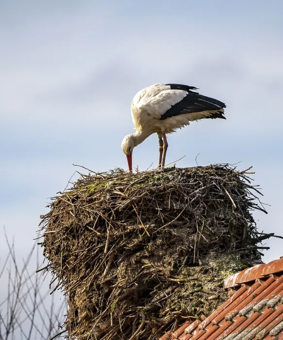 Framed Print : White storks, in the stork care centre Wesermarsch