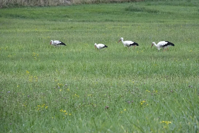 Framed Print : White storks, summer, Germany