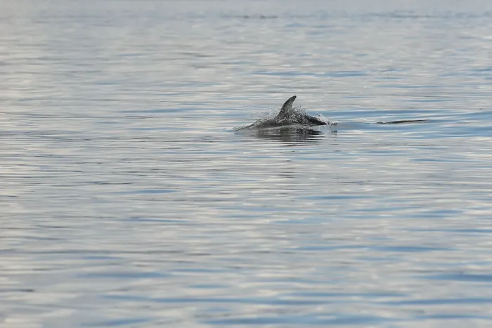 Framed Print : A white-striped dolphin off the Canadian west coast Framed Print : A white-striped dolphin off the Canadian west coast