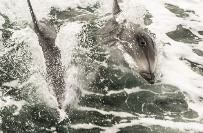 Framed Print : Two white-striped dolphins break through the surface of the water to catch their breath