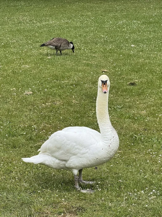 Framed Print : White Swan (Cygnus), in the municipal park