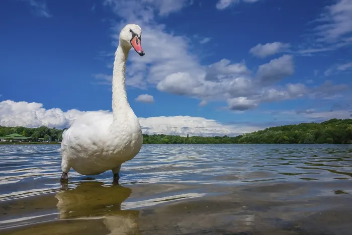 Framed Print : White swan standing proudly on a shore of a lake