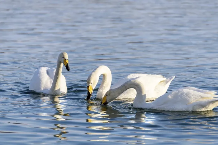 Framed Print : White swans in winter on a non-freezing river on a Sunny day