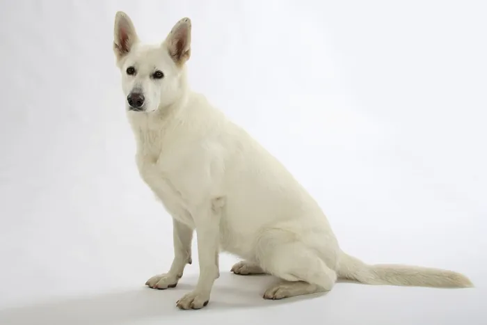 Framed Print : White Swiss Shepherd Dog, AC White Shepherd Dog