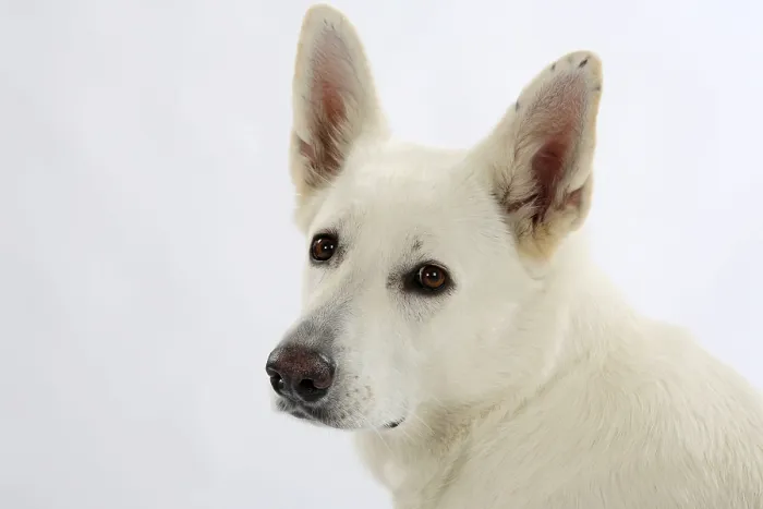 Framed Print : White Swiss Shepherd Dog, AC White Shepherd Dog Framed Print : White Swiss Shepherd Dog, AC White Shepherd Dog