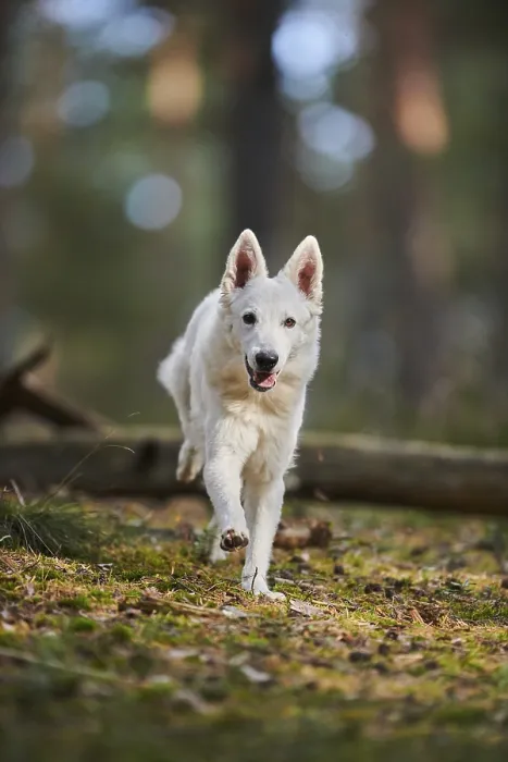 Framed Print : White Swiss Shepherd Dog (Berger Blanc Suisse)