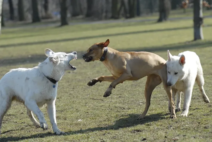 Framed Print : Two White Swiss Shepherd Dogs and a Rhodesian Ridgeback play together