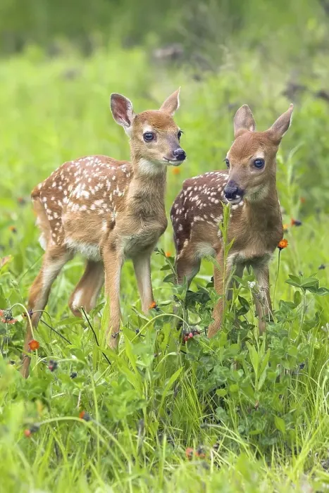 Framed Print : White-tail Deer, fawns (Odocoileus virginianus)