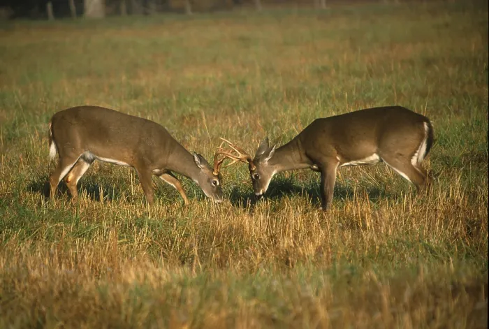 Framed Print : White-tailed Deers (Odocoileus virginianus)
