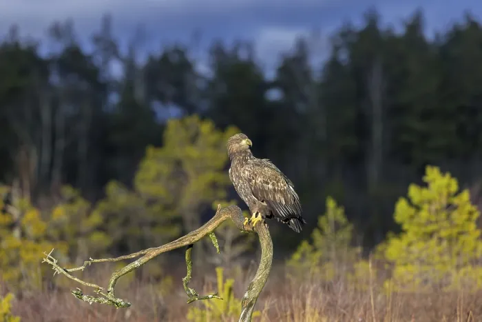 Framed Print : White-tailed eagle