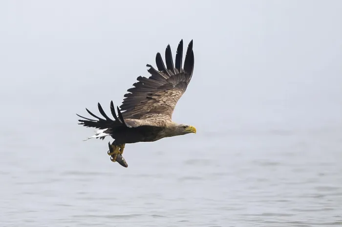 Framed Print : White-tailed eagle - adult bird with preyed fish (Haliaeetus albicilla)
