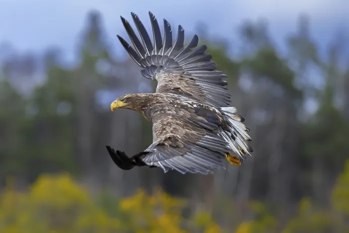Framed Print : White-tailed eagle, Eurasian sea eagle