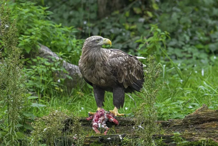 Framed Print : White-tailed eagle, Eurasian sea eagle