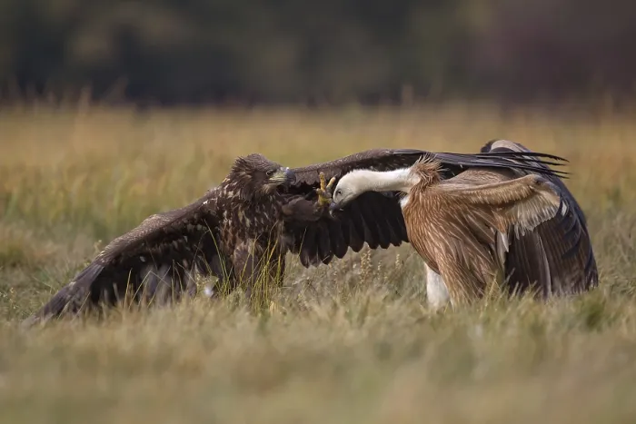 Framed Print : White-tailed Eagle & Griffon Vulture (Haliaeetus albicilla & Gyps fulvus) wrangling