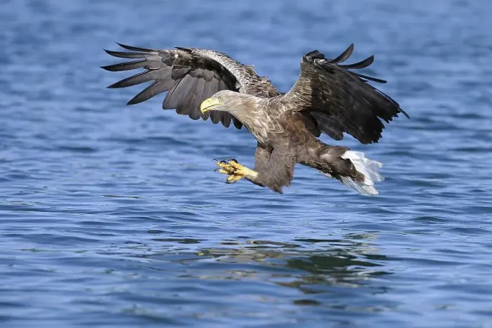 Framed Print : White-tailed eagle (Haliaeetus albicilla)