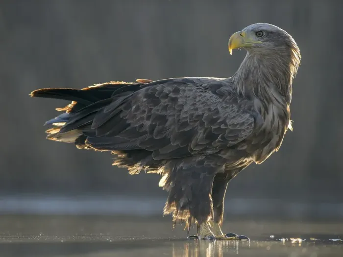 Framed Print : White-tailed eagle (Haliaeetus albicilla) Framed Print : White-tailed eagle (Haliaeetus albicilla)