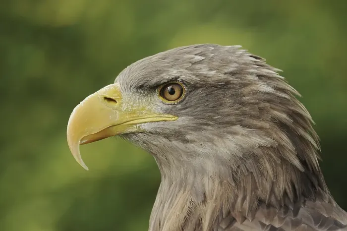 Framed Print : White-tailed eagle (Haliaeetus albicilla)