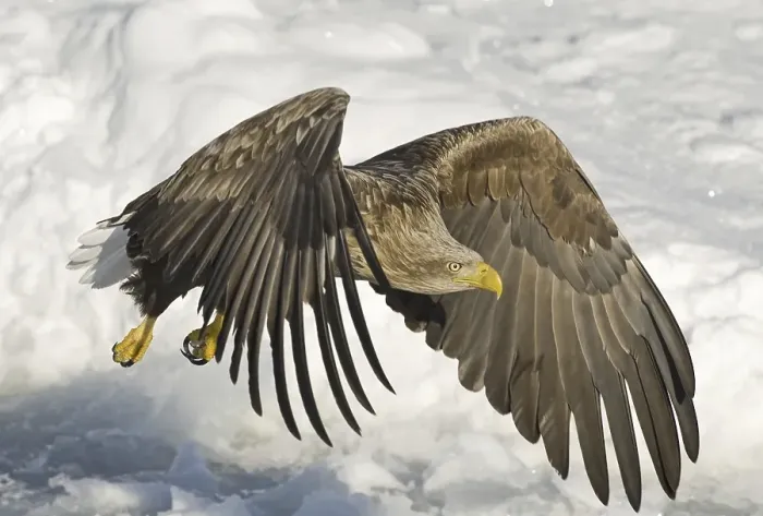 Framed Print : White-tailed Eagle (Haliaeetus albicilla) Framed Print : White-tailed Eagle (Haliaeetus albicilla)