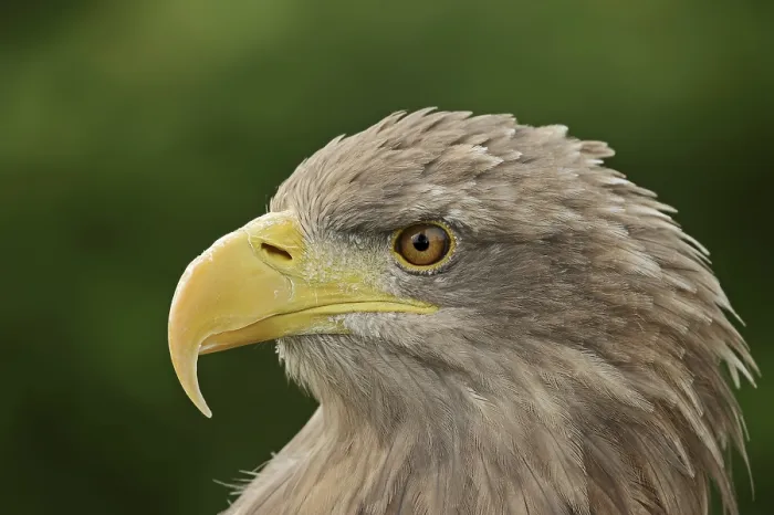 Framed Print : White-tailed eagle (Haliaeetus albicilla) Framed Print : White-tailed eagle (Haliaeetus albicilla)