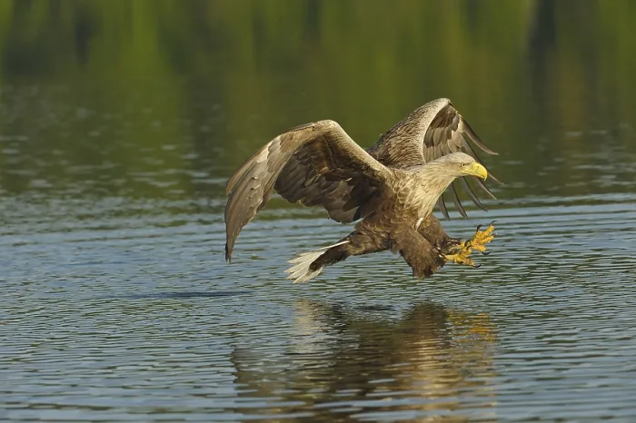 Framed Print : White-tailed eagle (Haliaeetus albicilla)