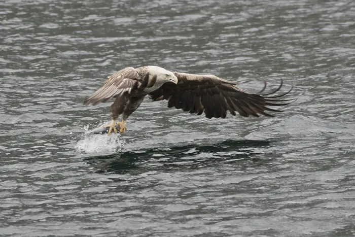 Framed Print : White-tailed eagle (Haliaeetus albicilla)