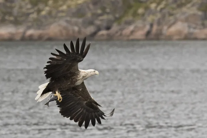 Framed Print : White-tailed eagle (Haliaeetus albicilla)