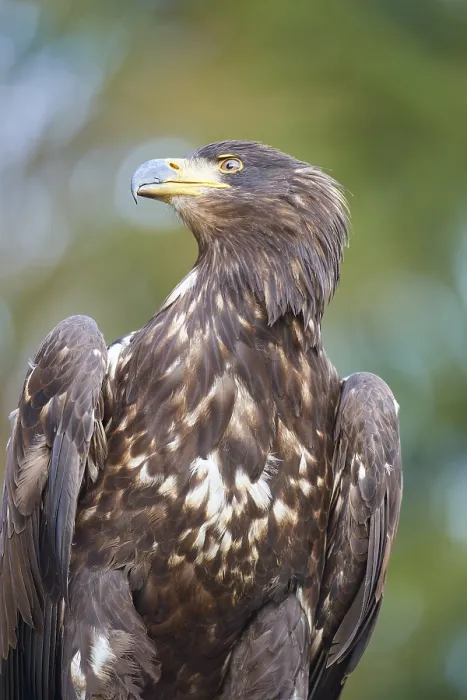 Framed Print : White-tailed eagle (Haliaeetus albicilla)