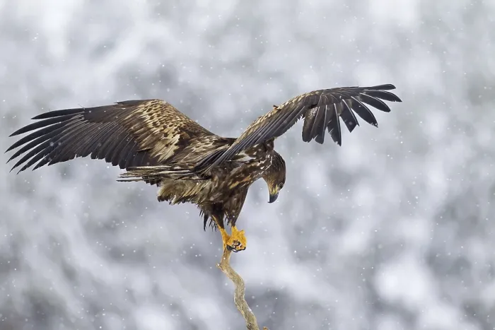 Framed Print : White-tailed Eagle (Haliaeetus albicilla)