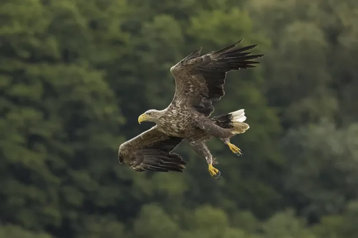 Framed Print : White-tailed eagle (Haliaeetus albicilla)