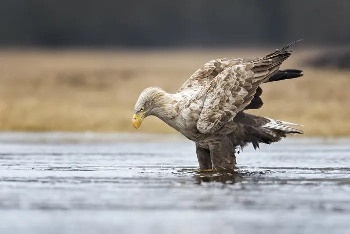 Framed Print : White-tailed Eagle (Haliaeetus albicilla) Framed Print : White-tailed Eagle (Haliaeetus albicilla)