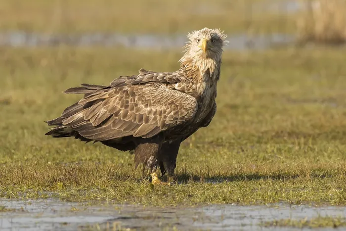 Framed Print : White-tailed Eagle (Haliaeetus albicilla)