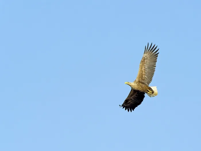 Framed Print : White-tailed eagle (Haliaeetus albicilla)
