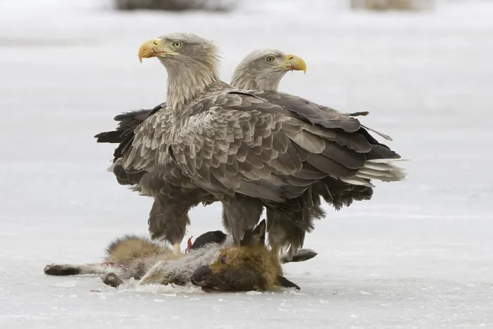 Framed Print : White-tailed Eagle (Haliaeetus albicilla) Framed Print : White-tailed Eagle (Haliaeetus albicilla)