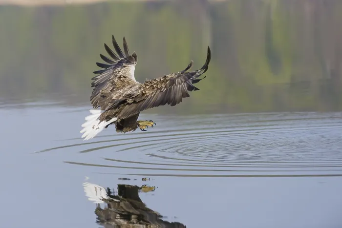 Framed Print : White-tailed eagle (Haliaeetus albicilla) Framed Print : White-tailed eagle (Haliaeetus albicilla)