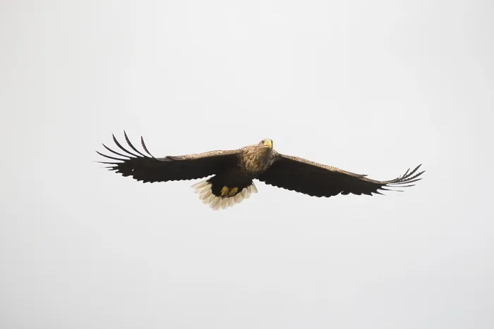 Framed Print : White-tailed eagle (Haliaeetus albicilla)