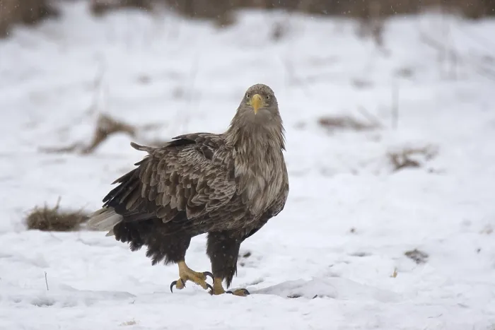 Framed Print : White-tailed eagle (Haliaeetus albicilla)