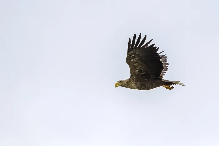 Framed Print : White-tailed eagle (Haliaeetus albicilla)