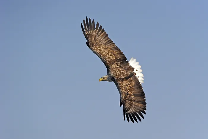 Framed Print : White-tailed eagle (Haliaeetus albicilla)