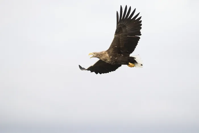 Framed Print : White-tailed eagle (Haliaeetus albicilla)