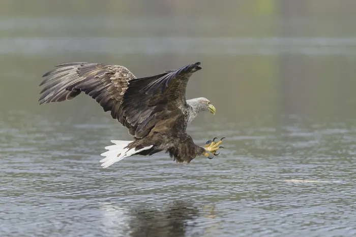 Framed Print : White-tailed eagle (Haliaeetus albicilla) Framed Print : White-tailed eagle (Haliaeetus albicilla)