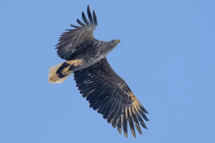 Framed Print : White-tailed eagle (Haliaeetus albicilla) Framed Print : White-tailed eagle (Haliaeetus albicilla)