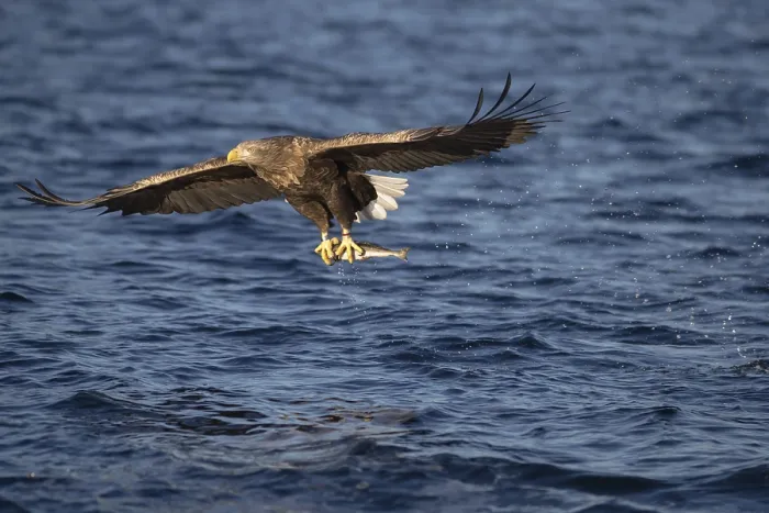 Framed Print : White-tailed eagle (Haliaeetus albicilla) Framed Print : White-tailed eagle (Haliaeetus albicilla)
