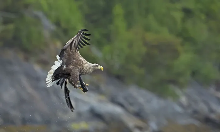 Framed Print : White-tailed eagle (Haliaeetus albicilla)