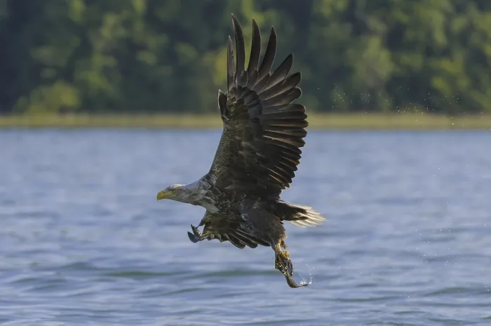 Framed Print : White-tailed eagle (Haliaeetus albicilla)