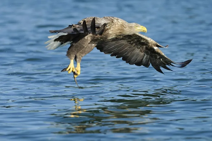 Framed Print : White-tailed eagle (Haliaeetus albicilla)