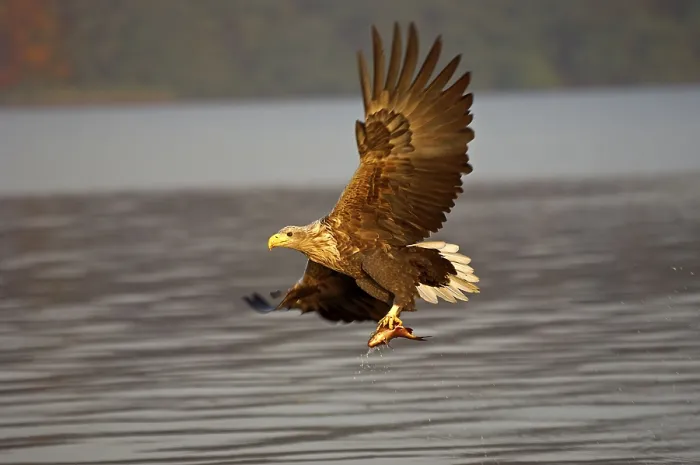 Framed Print : White-tailed Eagle (Haliaeetus albicilla)