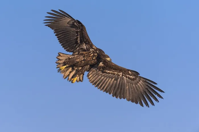 Framed Print : White-tailed eagle (Haliaeetus albicilla ) Framed Print : White-tailed eagle (Haliaeetus albicilla )